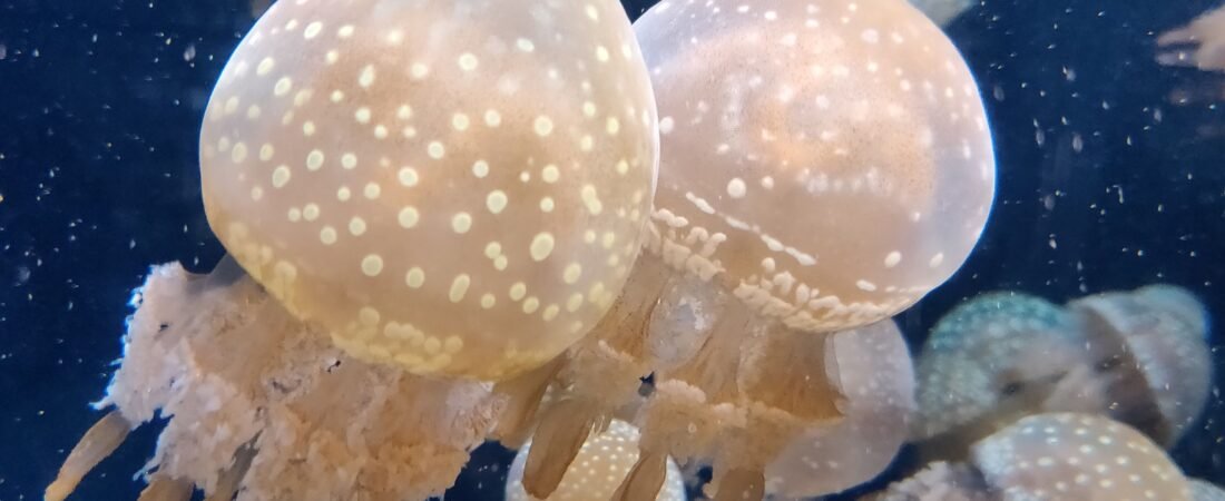 Sohoton Cove Siargao 2026: Jellyfish Sanctuary, Tour Prices & Guide