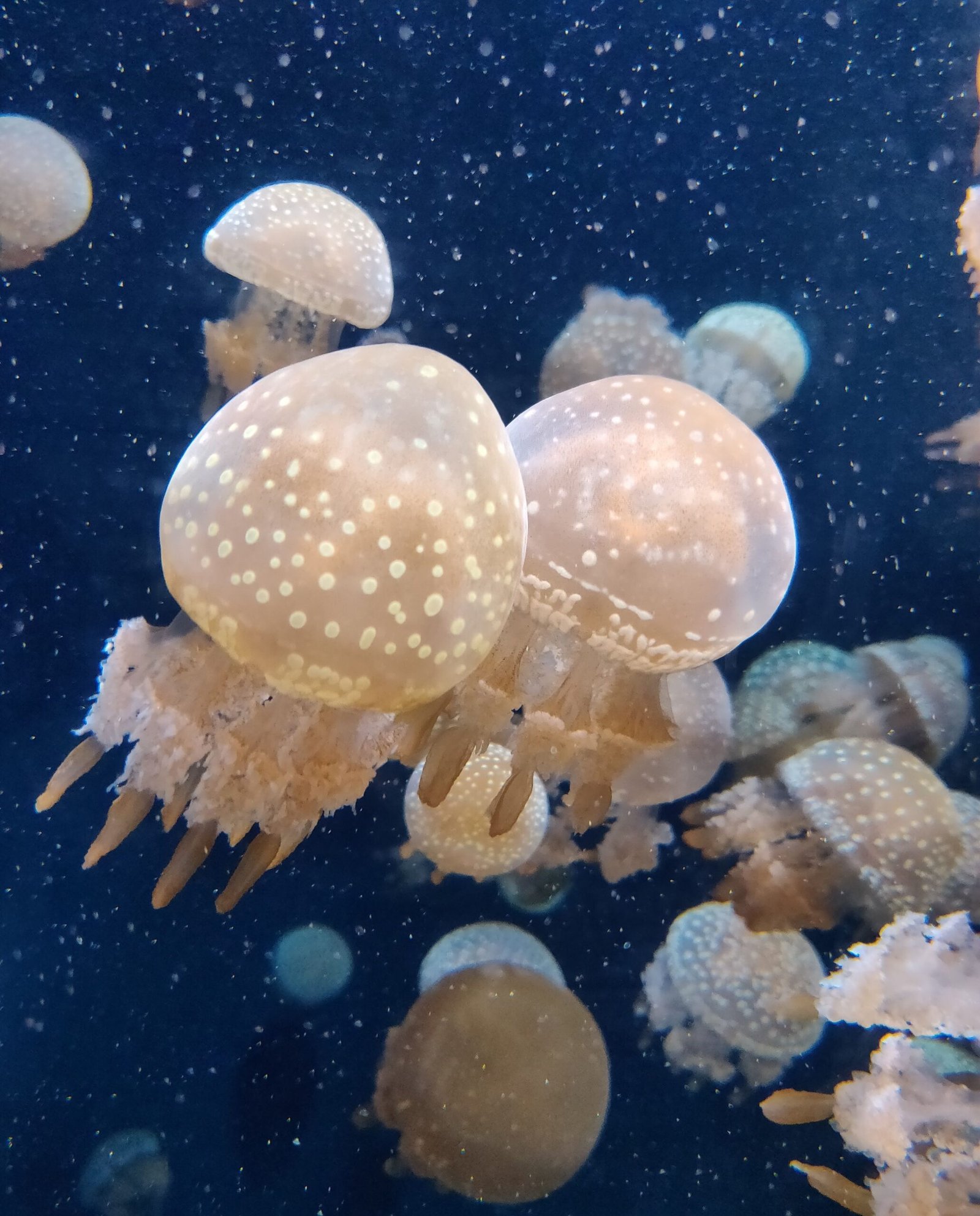 Sohoton Cove Siargao 2026: Jellyfish Sanctuary, Tour Prices & Guide